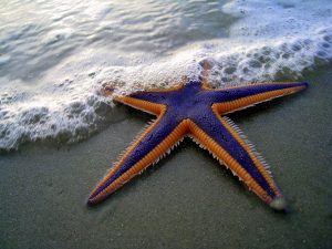 Morská hviezda na brehu mora